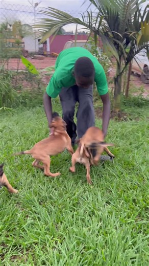 The intensity and the drive with these puppies #Protection #malinois puppies playing with their owner no one was hurt