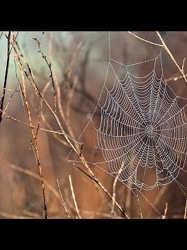 114. Surah An Nas - Al Quran With Bangla Translation Full - By Sodais and Shuraim