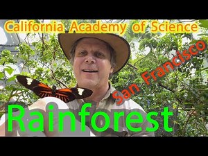 Osher Rainforest @ California Academy of Science. Golden Gate Park. CalAcademy #sanfrancisco