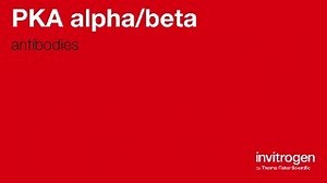 PKA alpha/beta antibodies from Thermo Fisher Scientific