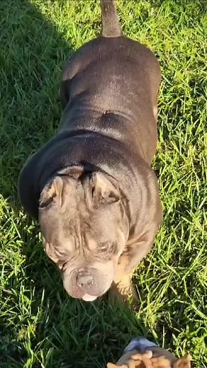 Nanobully: A Close Look at American Bullies