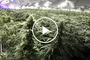 Inside the Cannabis Factory