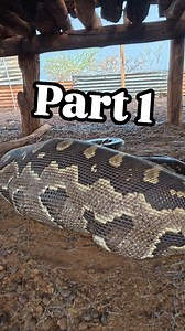 1.9K views · 1.7K reactions | Python rescue mission!  | Part 1 This massive African rock python got itself stuck inside the goat pen after snatching a young goat. #chipangali #python #goat #rescue | Chipangali Wildlife Orphanage | Facebook