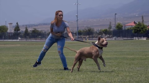 10 MOST INTIMIDATING GUARD DOGS