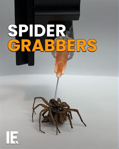 24K views · 171 reactions | Dead spiders could be used as efficient micro-grabbers. Scientists manipulate spider legs hydraulically after death. That way, they can be used to grab fine items, instead of using robots. | Interesting Engineering | Facebook