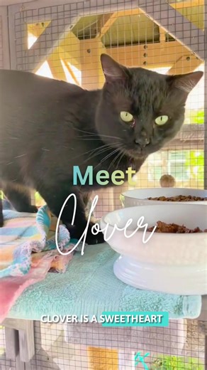 If you’re interested in meeting Clover, sign up on our website, elkgrovecatrescuegroup.com #adoptdontshop #cats #rescuecats #adoptme #blackcats
