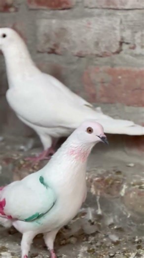 ik shonk kabutarbaazi da 🕊️❤️‍🔥🚩 #kabootar #shorts #viral #kabutarstatus #punjabisong