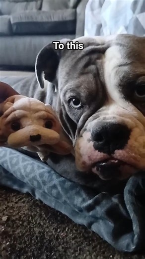 I went from this #cute #exotic #adorable #beautiful #puppy #pet #dog #viralshort #animal #viralshort