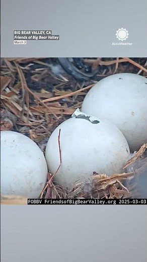 Eggs Are Hatching in Jackie & Shadow's Eagle Nest!