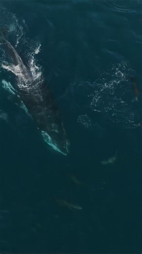 Humpback whales feeding with sea lions #amazing #sea #ocean #whale #Kills #fyp #foryou #humpbackwhale #nature #virals #viralshorts | Ocean.Tour
