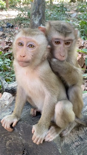Pretty baby monkey #babyanimal #animals #monkeysr #babyanimals #animallife #babypets