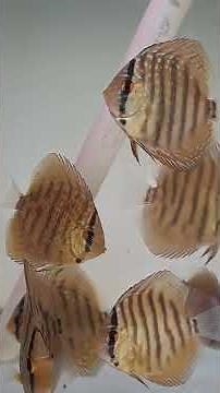 skv leopard #discusbintaro #discuslover #ikandiscus #discus #discusfish #discusfarm #shortsvideo#dlc
