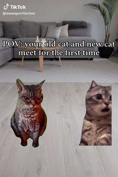 Funniest Suspicious Cat Videos - Hilarious Cat Memes Compilation