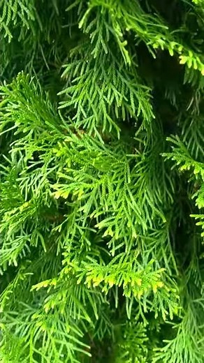Arborvitae 'Emerald Green'
