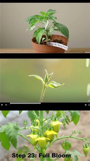 Seed to Harvest Timelapse | Grow Journey