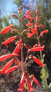 Big Bend Penstemon RARE Seeds - (penstemon Havardii) - Rare Texas Wildflower, Hummingbird Garden, Drought Tolerant, Organic Seed Packet - Etsy
