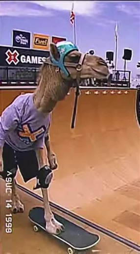 Camel Boarders: Hilarious Skateboarding Antics