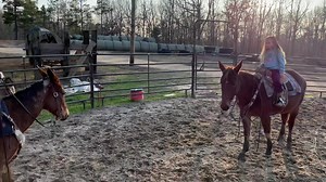 QUICK !!!! Check out this really pretty longtime trail proven 10 year old Appaloosa molly mule.. 14 hands tall maybe a bit over , very friendly and comes right to you , an older preacher man has ridden this mule all over the Ozark mountains.. very safe mule .. be a good first timers mule or just a no drama mule .. athletic though and good in rough terrain not a plug will get the job done with out having to pedal and kick all the time .. walks out nice . ROSEALITA | Max Bishop