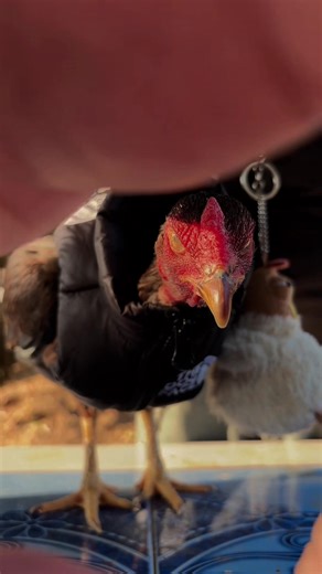 Yeah yaya jimmy here🐔🌷😂🙌🙏🔥#fy #drip #hiphop #rap #feed