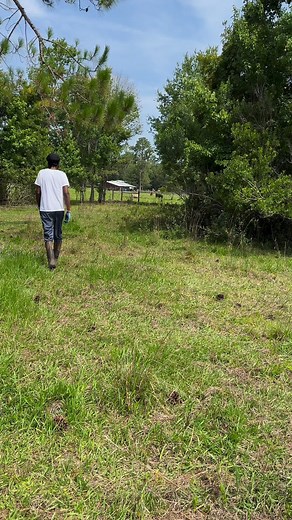 Farm chores. 👩🏽‍🌾🐄🐑 Nothin’ like country livin’! 🙏🏽🙌🏽❤️ #craftygemini #craftygeminihomestead #craftygeminifarms #cows #floridacrackersheep #floridalife | Crafty Gemini
