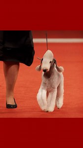 The countdown to Best in Show is on. ​ ​Celebrate the AKC National Championship Presented by Royal Canin with us this Sunday, December 28th at 12PM ET on ABC. | American Kennel Club