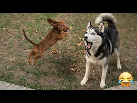 The Funniest Dogs and Cats Caught On Camera 😹 | Viral Pet Fails Compilation 🤣