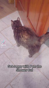 She makes her sog demands known #pym #showercat #pymtheshowercat #soggy #soggytime #catsofig #catsofinstagram #catloversclub #catstagram #famouscat #viralcat #cat #kitty #catstagram #cats #catlover #showeringcat #catsinplacestheyshouldntbe #catsinsinks | Pym the Shower Cat