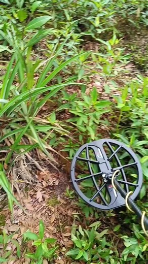 Menemukan Emas dengan Metal Detektor di Natuna