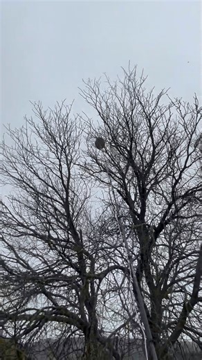 🎥 Barbara m’a posé LA question du moment : “Est-ce qu’il faut encore tuer les frelons asiatiques avant l’hiver ? Et traiter les nids ?” 🐝🔥 👉 Je te réponds dans cette vidéo ! Tu vas voir pourquoi intervenir maintenant peut faire toute la différence pour l’année prochaine… 😱 💬 Et toi, tu pensais qu’en automne, c’était trop tard ? Dis-le-moi en commentaire 👇 #MonsieurGuêpe #FrelonsAsiatiques #ConseilsNature #Protection #Apiculteur #Insectes #Stavelot #Belgique | Monsieur Guêpe