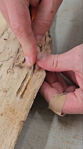 1.2K views | I am 99 percent sure this is worm poop I am digging out of these worm holes. | Cross Creek Studio | Facebook