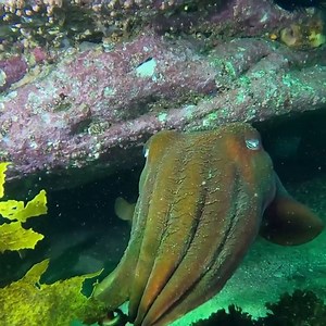 474K views · 10K reactions | Oh, hello there!  This is the Giant...