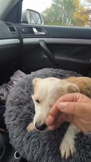 22K views · 1.1K reactions | Inca in suflet lasat in voia sortii! ...