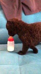 Independent baby Luna 🐈‍⬛ | Luna The Pantera