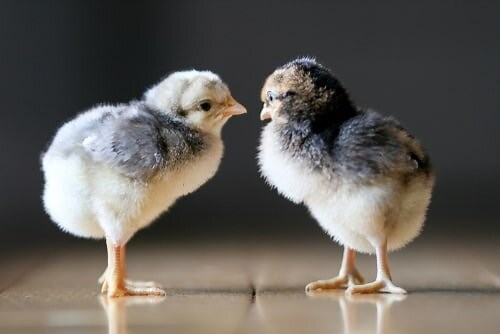 Autosex chicken breeds: Hatcheries and breeders — The Featherbrain