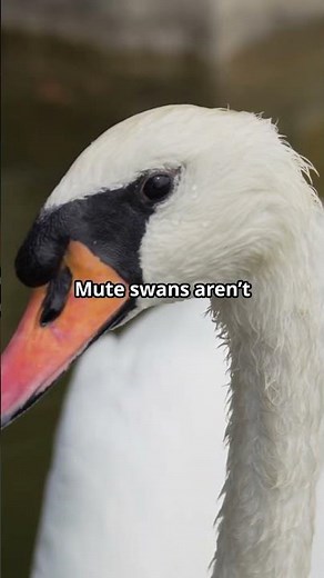10 Swan Facts You Didn't Know!