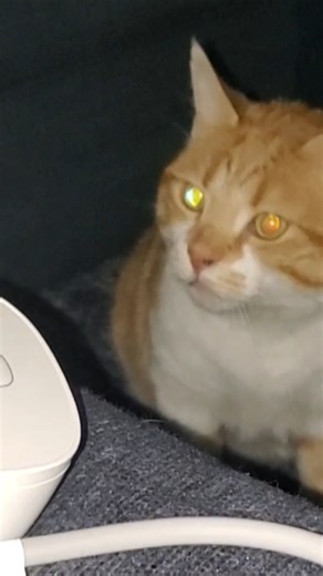 He is scared of this 😱