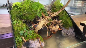 Mini water fall with natural background forest bird music  | Green Chapter | Facebook