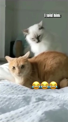 Funny Cats and Dogs on TikTok