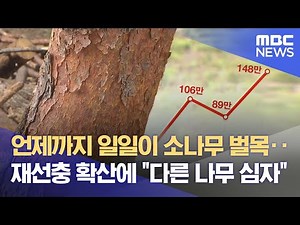 소나무재선충병 수종 전환으로 방제 (2025.09.14/뉴스데스크/MBC경남)