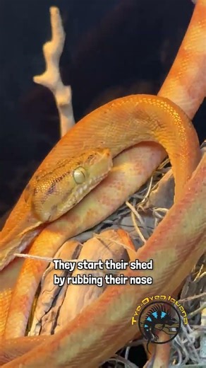 Why's this Beautiful Amazon Tree Boa On the Move? 🐍