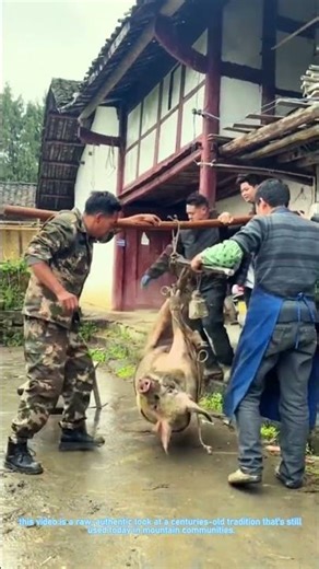 Traditional Chinese Pig Weighing: The Giant Steelyard Method 🐷⚖️