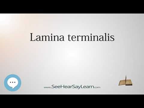 Lamina terminalis - Know It ALL 🔊✅