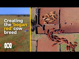 Breeding the 'bogan red' – the new hybrid beef cow | Movin' To The Country | ABC Australia