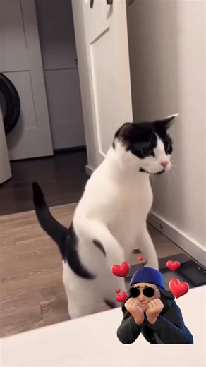 Cats are a trip.... #lol #catscatscats #funnyccats | April Collins Smith