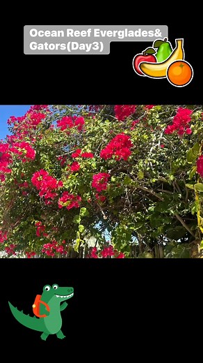 We loved the airboat & all the alligators we got to see in the Everglades!! Robert is Here is Fruit Market is a must also!! | Elizabeth Lindsey Powars Benton