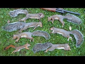 Small Game Hunting #36: 6 Gray Squirrels and 1 Red Squirrel by 12 Ga. Shotgun