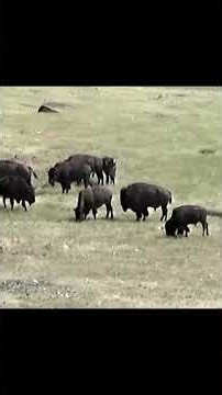 LESSON 5 from 5 LESSONS I LEARNED FROM THE BISON Link in bio. #film #reel #lofi #vhs #nature