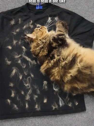 Pet Hair Remover Gloves-Electrostatic Two, Way!Brush, Reusable Cat & Dog Fur Cleaner, Sticky Hai!Removal for Sofas, Clothes, Bed Sheets &Curtains,One Glove, Every Mess Gone-The OnlyPet Hair Remover You'll Ever Need!