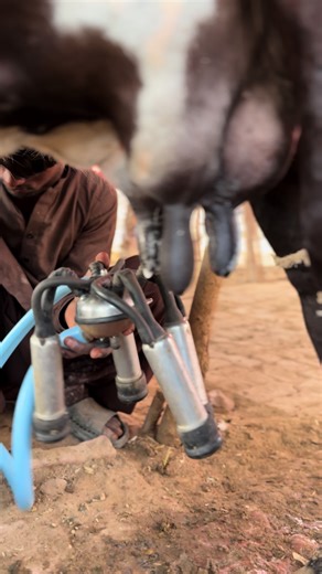 The Life of a Dairy Farmer: Behind the Scenes