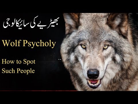 Wolf Psychology: Why These Personalities Are Dangerous & How to Spot Them